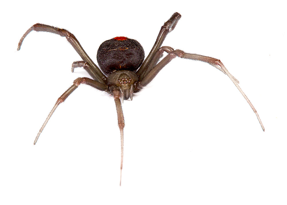 Redback spiders and how to control them