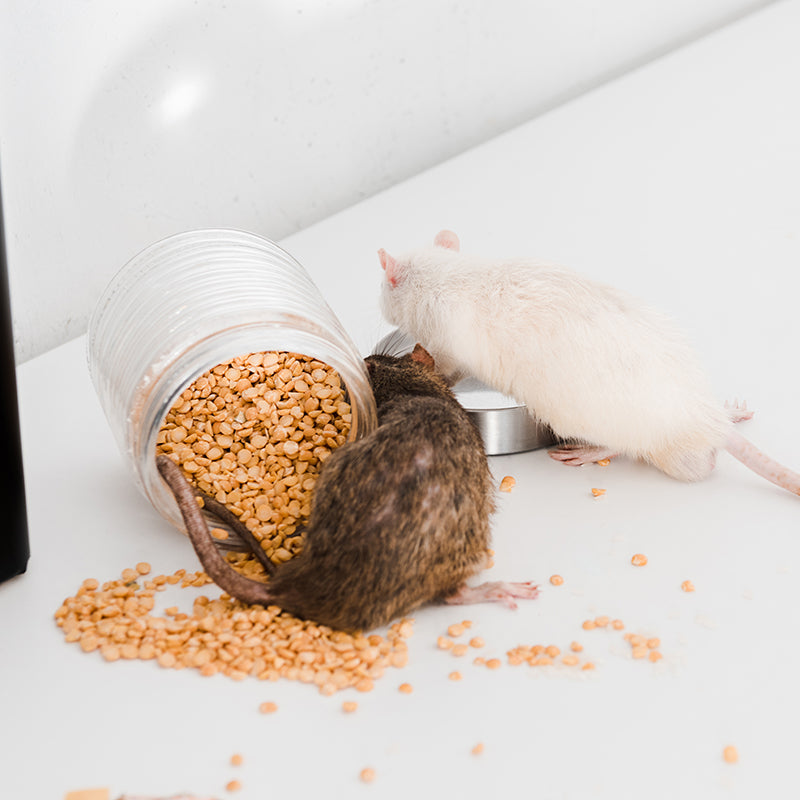 Mice and how to control them