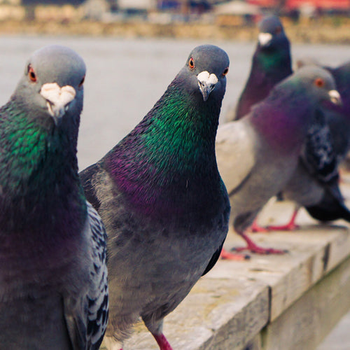 Why it's important to prevent birds from accessing the area under your solar panels